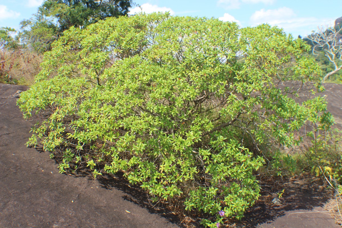 Osbeckia aspera Blume